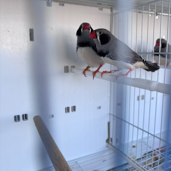 Зеброви амадини джъмбо редки цветове