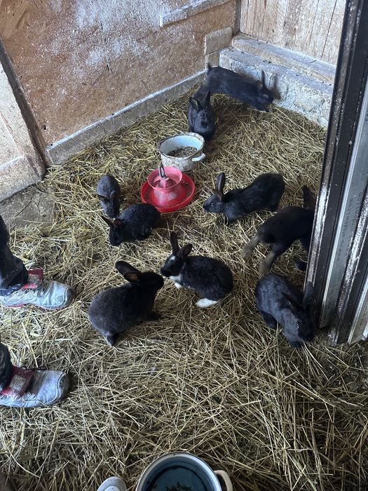 Vand sau schimb iepuri pe cereale sau gaini de rasa