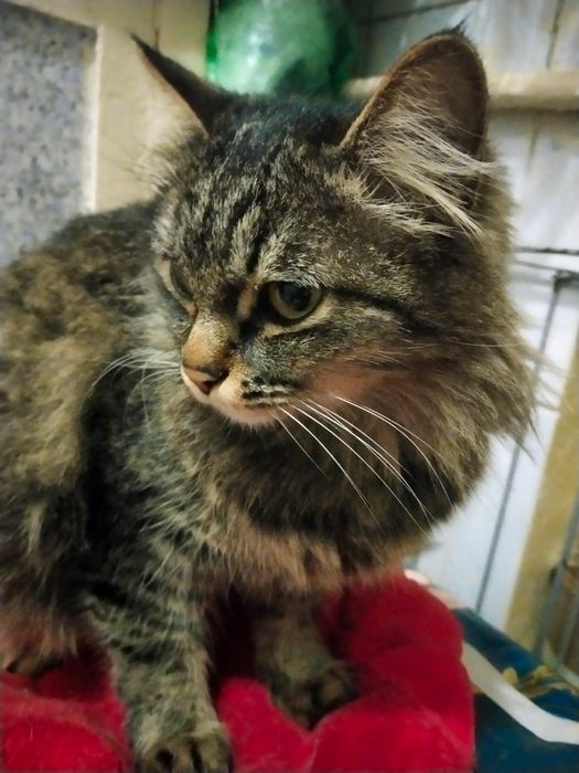 Девочка 5 месяцев