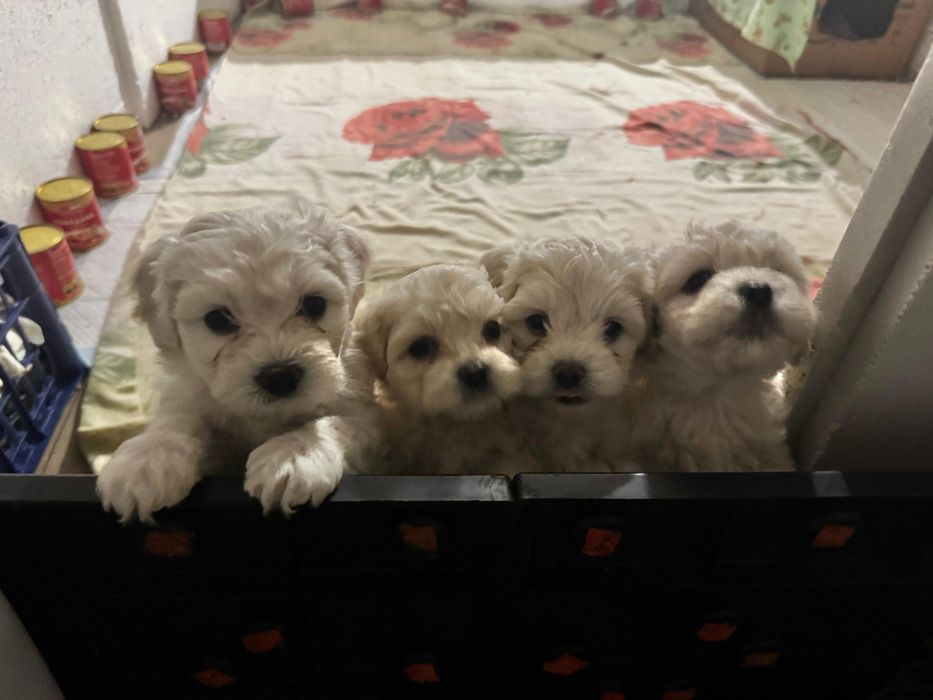 Продам щенков Мальтипу F1