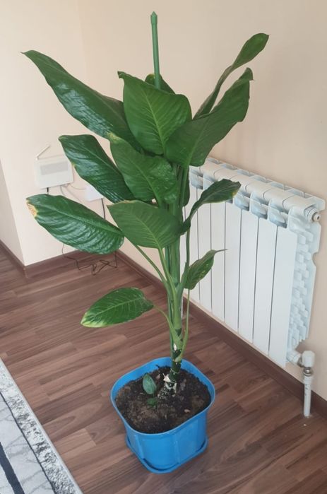 Гул сатамын Актау