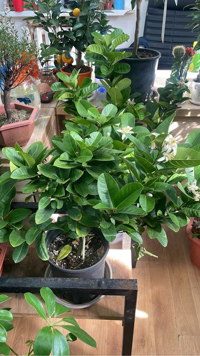 Цитрусы на выбор