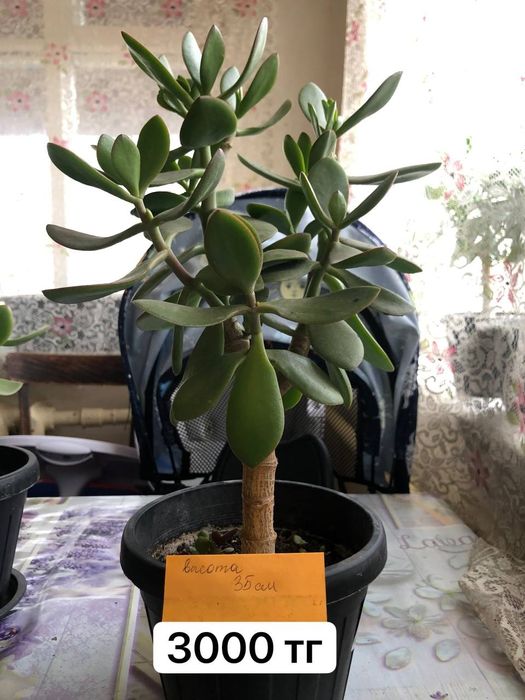 продам денежное дерево с горшком