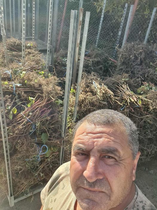 Продавам корени от малини