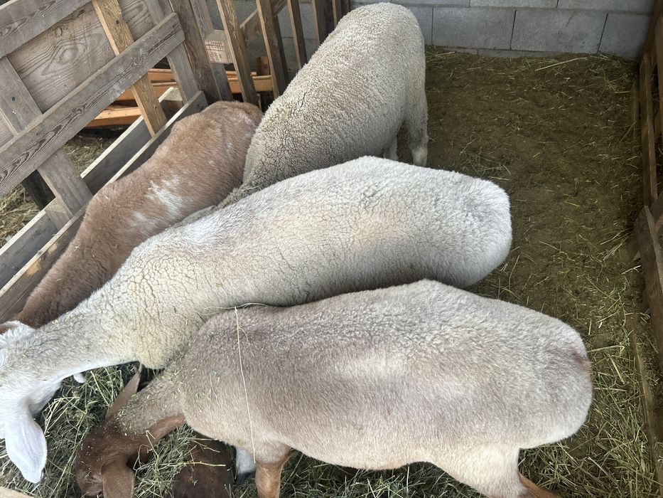 Продам весь скот