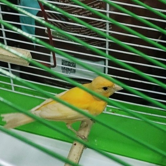 Канарейки певчие