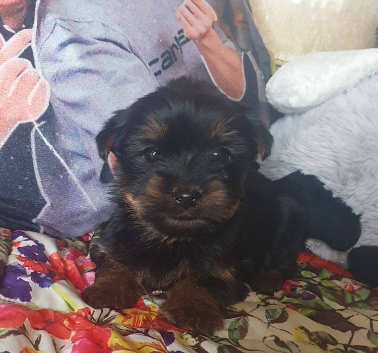 Малко мъжко йорки