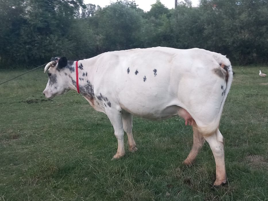 Vacă gestanta de vânzare