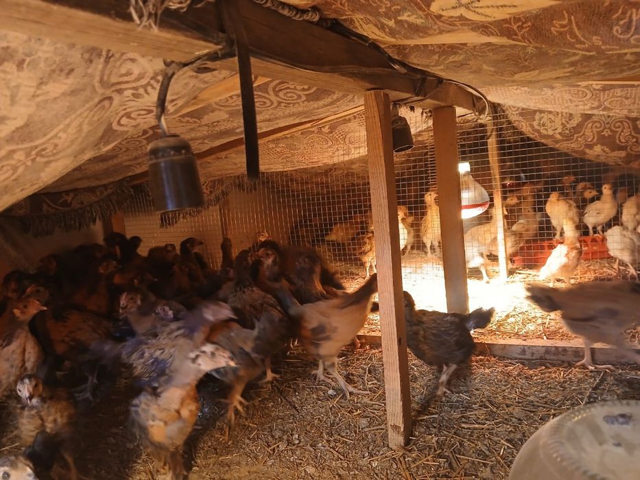 Кушин балапандар сатылады