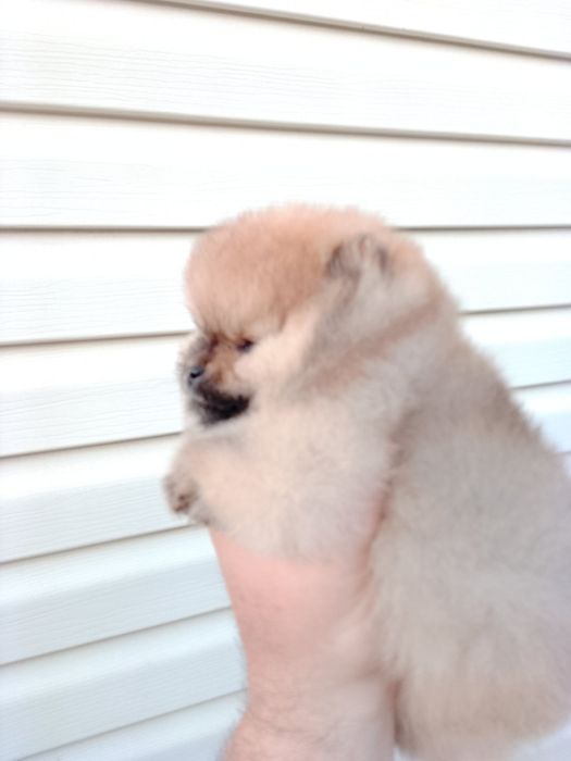 Померан (мини Померан)