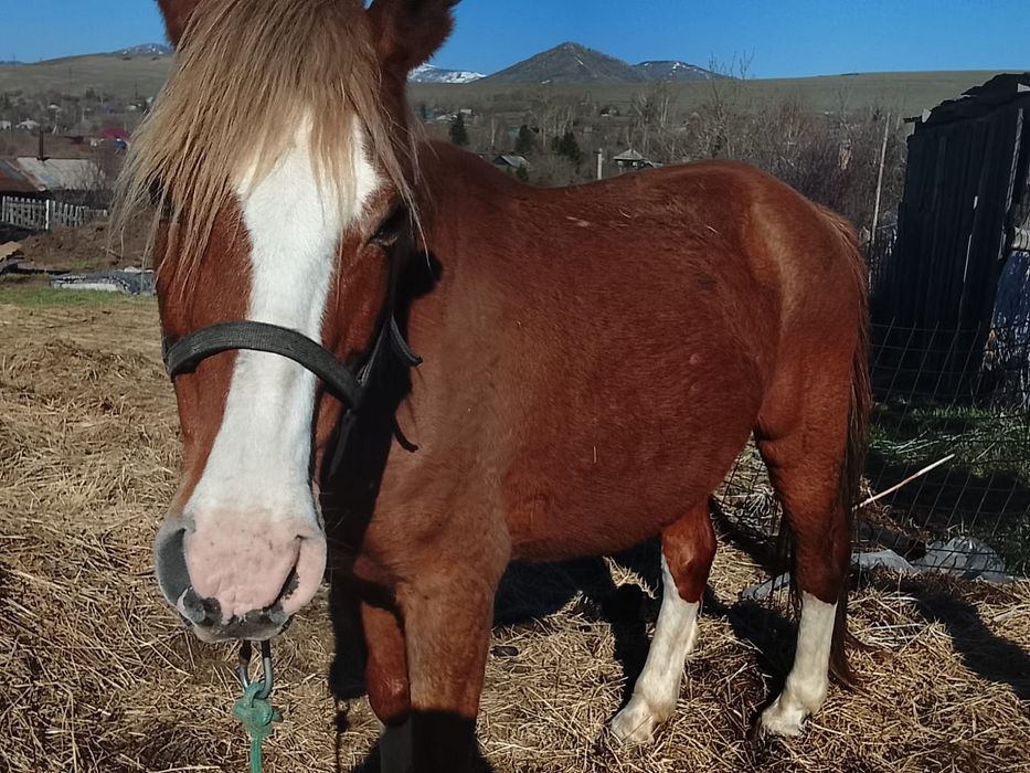 Продам кобылу. Обьезженная. 8 лет.