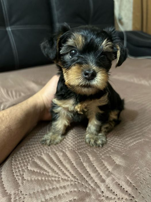 Вязка собаки йорка мальчика