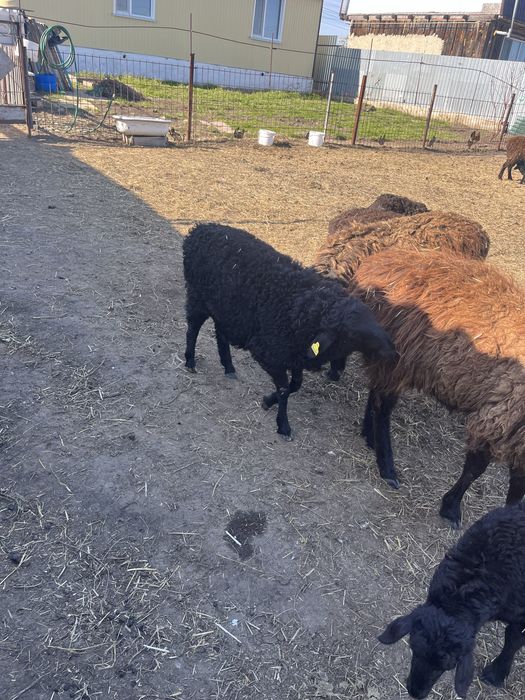 Продам Кошкарчиков  4 мес