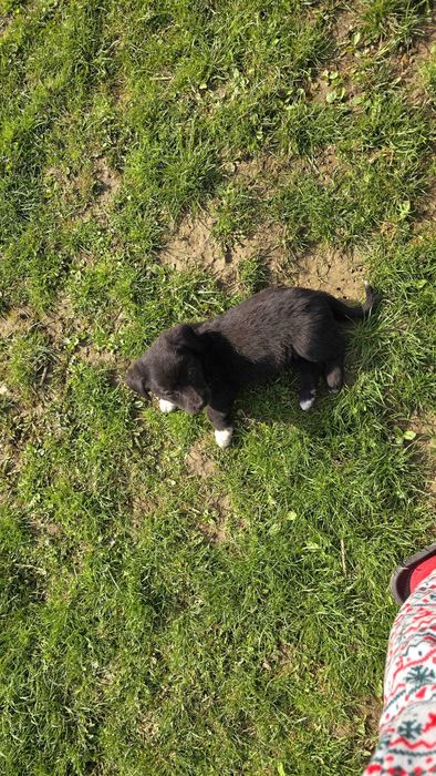 Donez cățeluși jucăuși