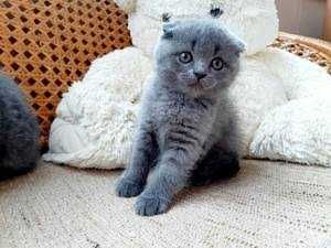 Вислоухий Скотиш фолд skottish fold безторга savdolawilmaydi soglom