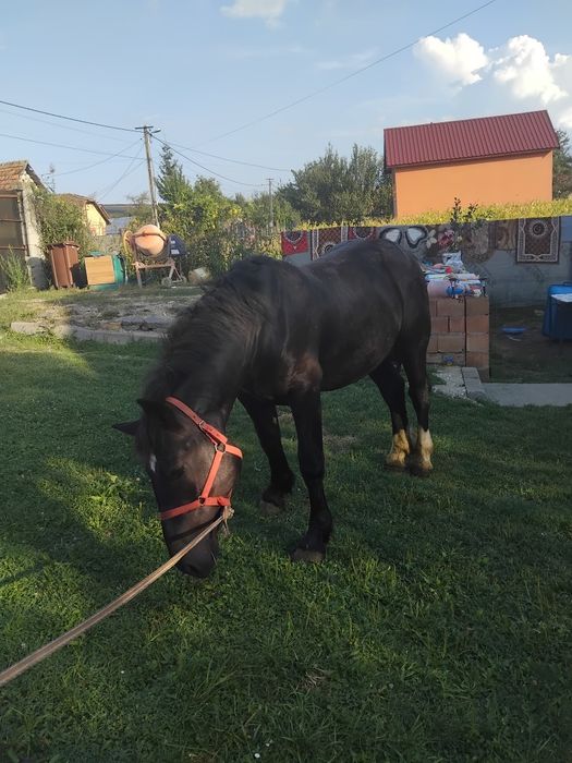 Vând armăsar de un an jumătate pus la căruță de câteva ori mai multe detalii la tel