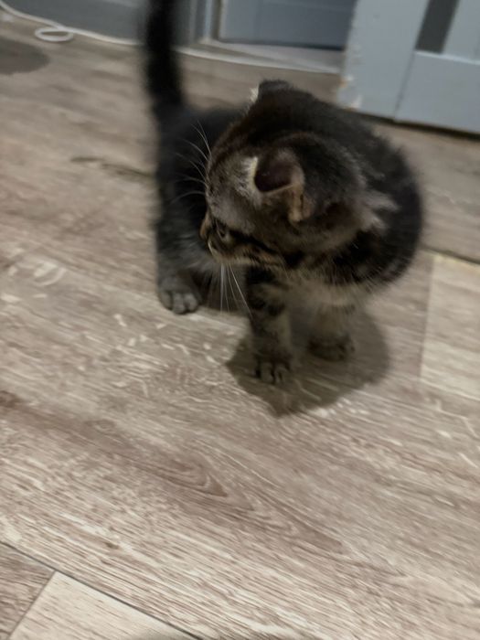 Шотландские котята чистокровные