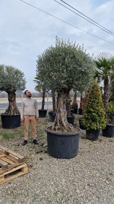 Măslin secular calitate extra toate dimensiunile