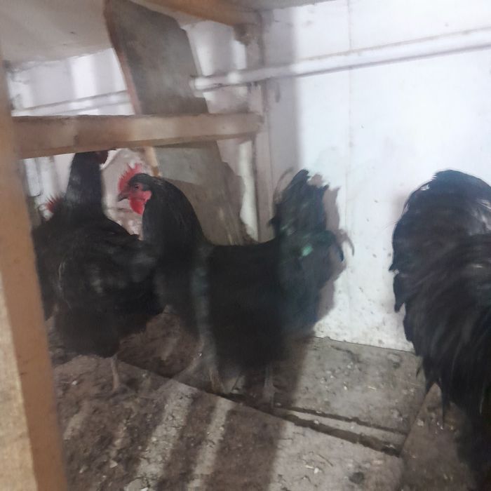 Продам петушков  есть3 шт