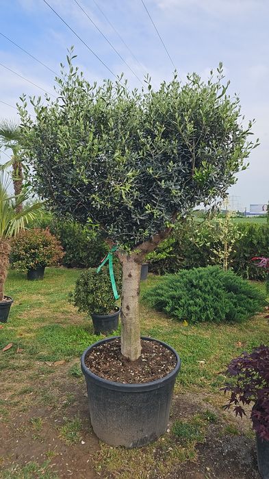Euonymus japonicus- Ilex pe tija - Photinia red robin-