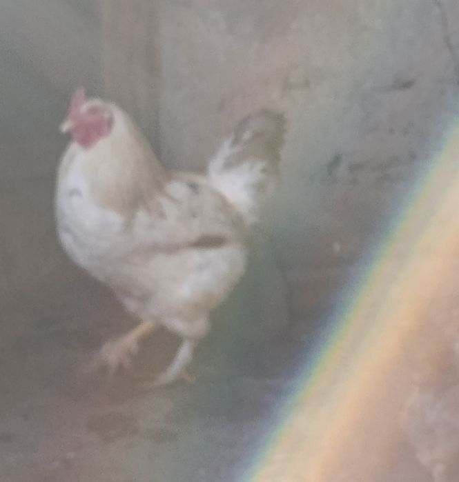 Петух кораз домашний