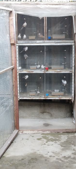 Диамантени гугутки