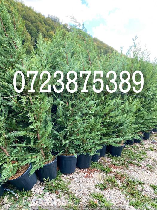 Leylandii rezistent la frig și tundere repetată