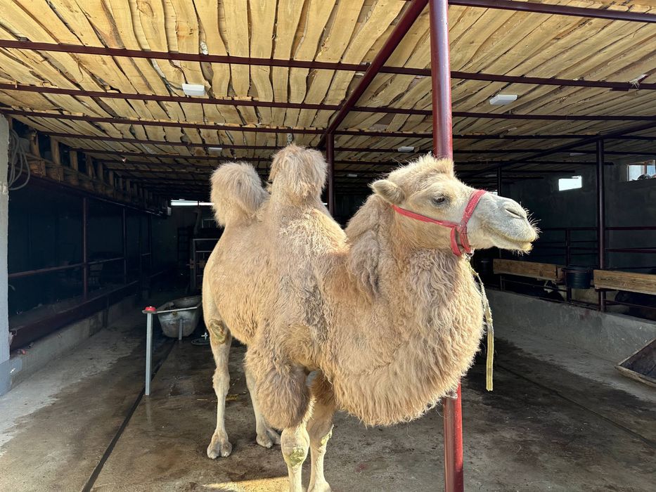 Tuya 2 o’rkachli sotiladi