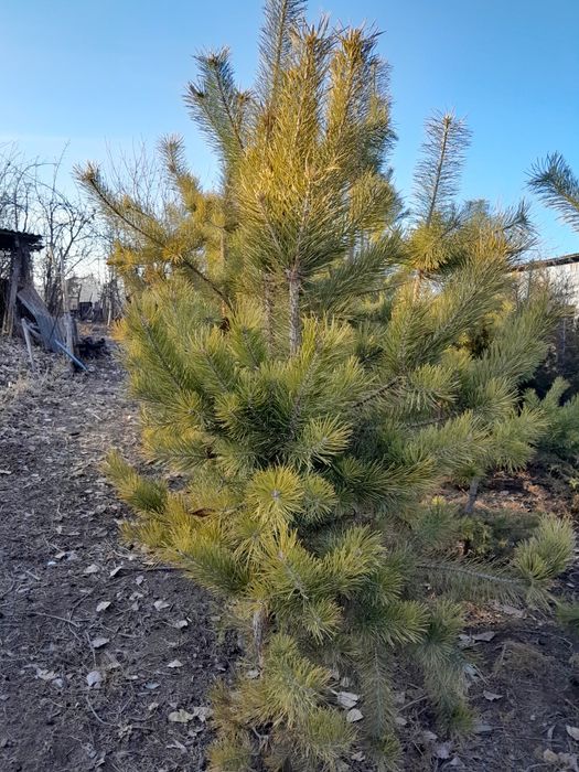 Продам сосны ,,,