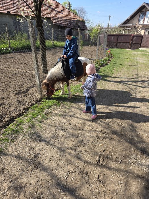 Vand poneita Shetland gestanta.