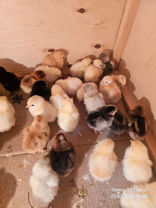 Цыплята домашнии