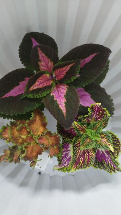 Олеандр ,молочай фикусы