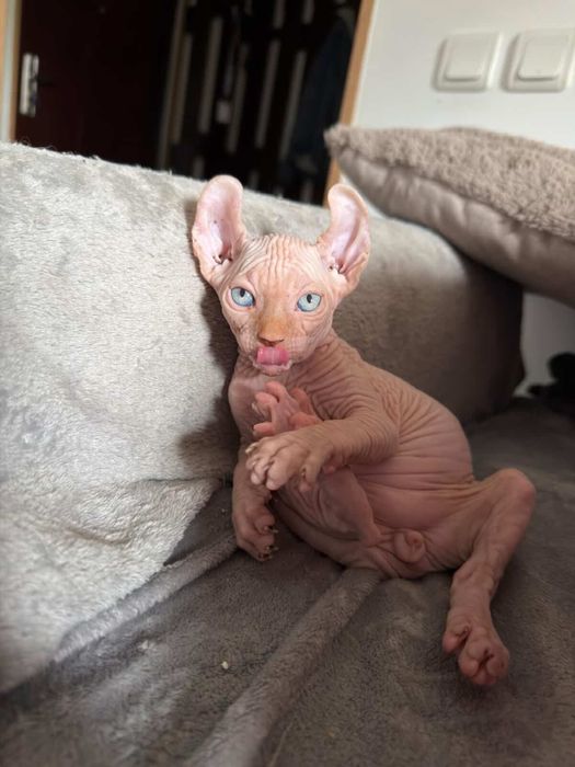 Pui de pisică Sphynx Elf / Canadian Sphynx Născuți la data de 06.03.2026
