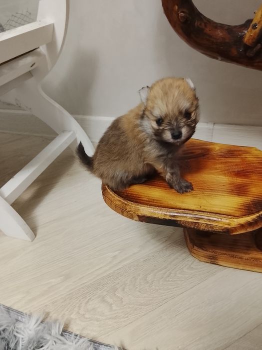 Щенки шпица 250000