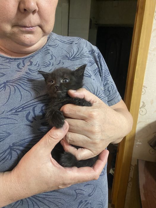 Отдам котят в добрые руки