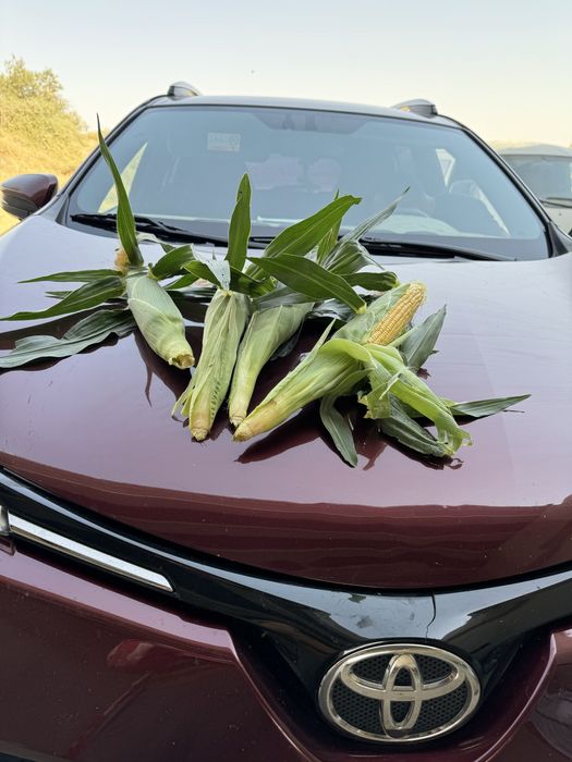 Кукуруза замороженая