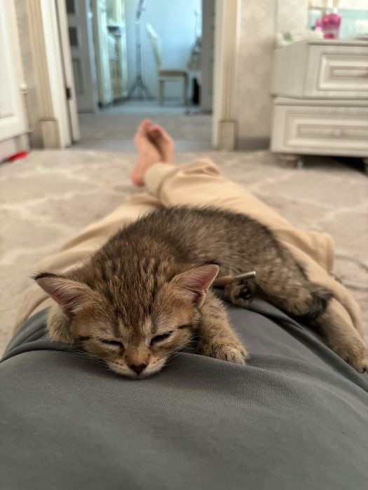 котенок 2,5 месяца,девочка