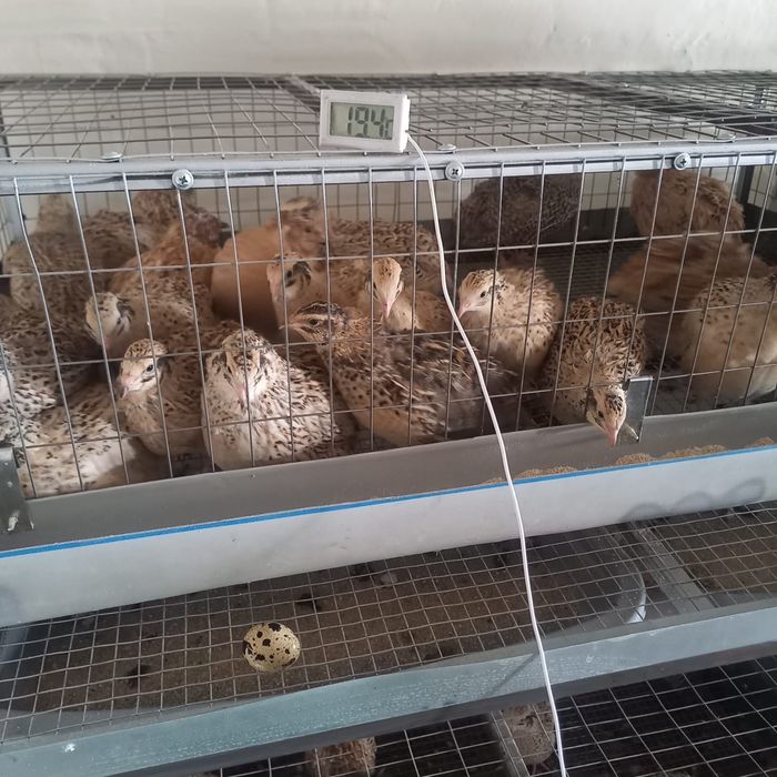 Клетка для перепелок