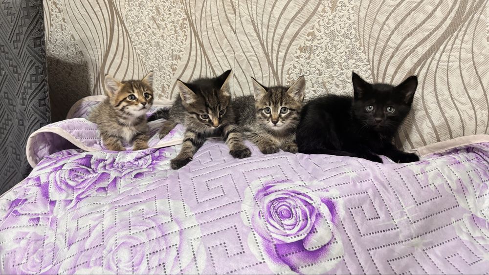 Котята отдам в добрые руки