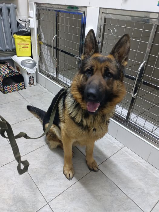 Молодой немец в добрые руки