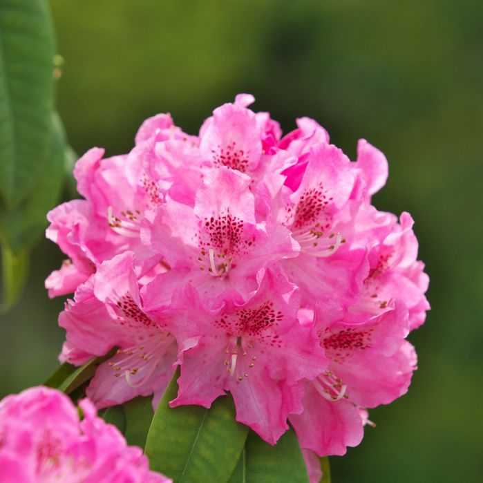 Rododendron (Diferite Culori)