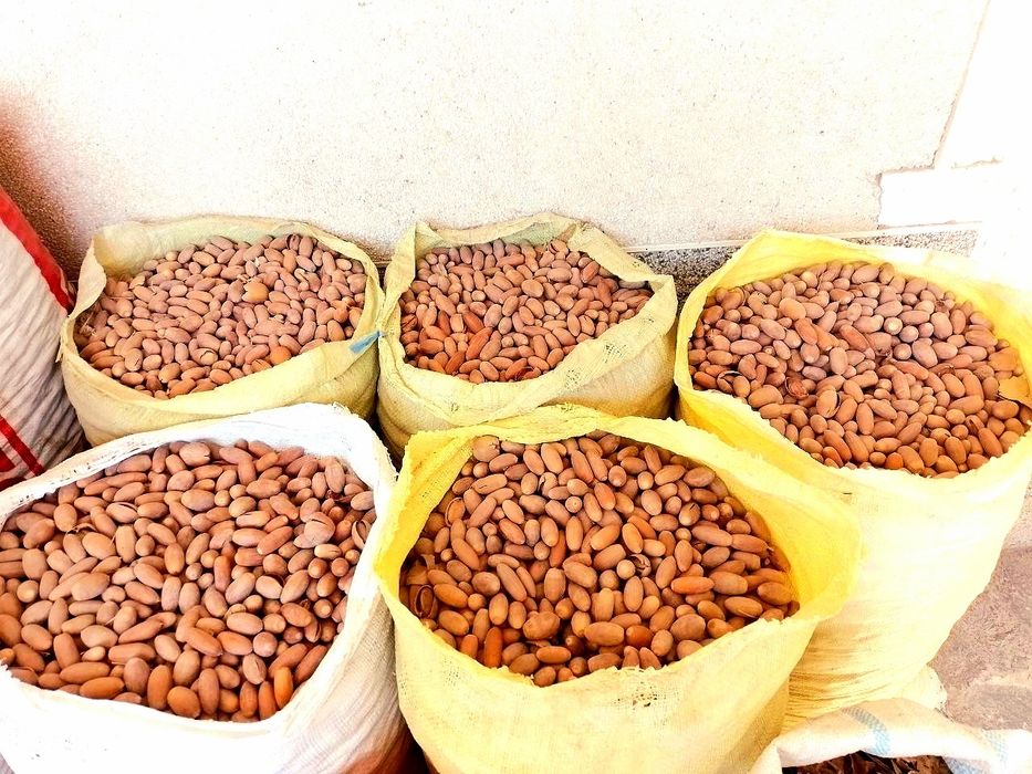 Eman yong‘og‘i, Жёлудь