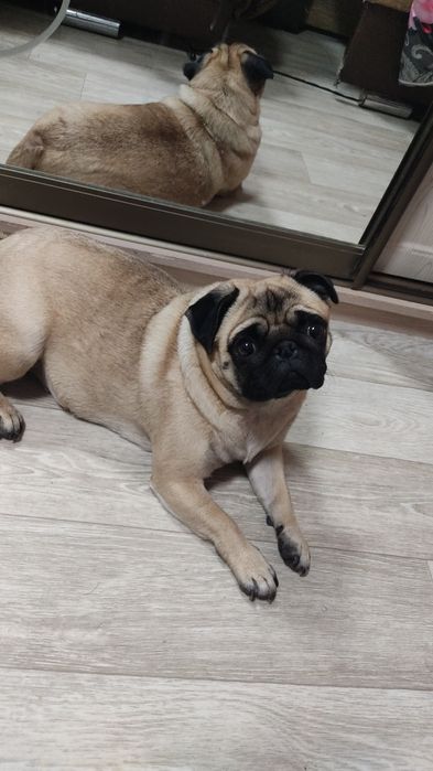 Продам мопса девочка