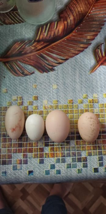 Oua de găini pitice