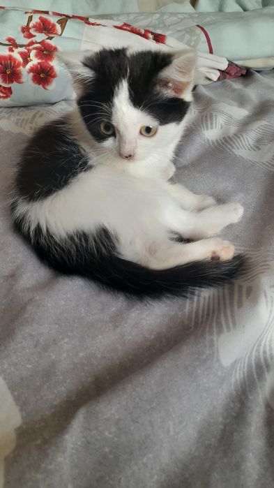 Отдам шикарного котенка в любящие руки