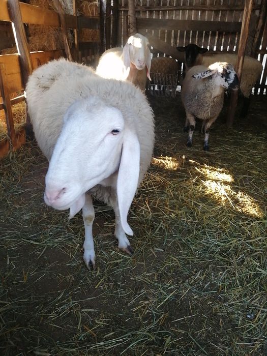 Miei și sau oi de rasă diferite