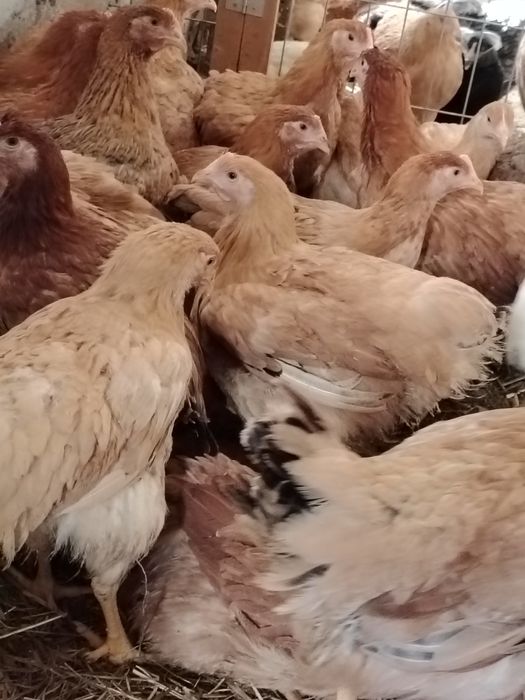 Vând puicute mixte mari Kabir