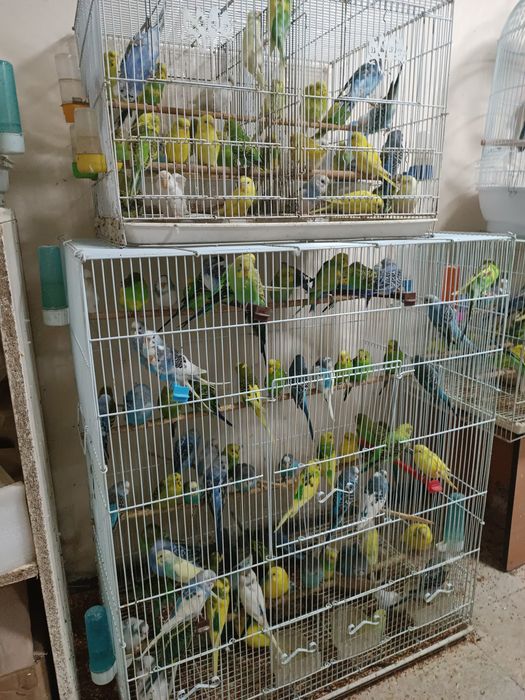 Попугай волнистые сатылалды