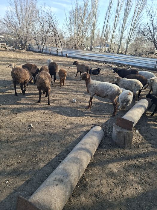 Овцы с ягнятами.