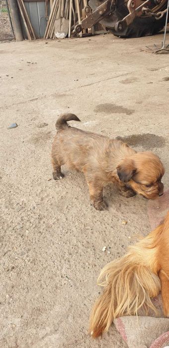 Donez căței drăgălași